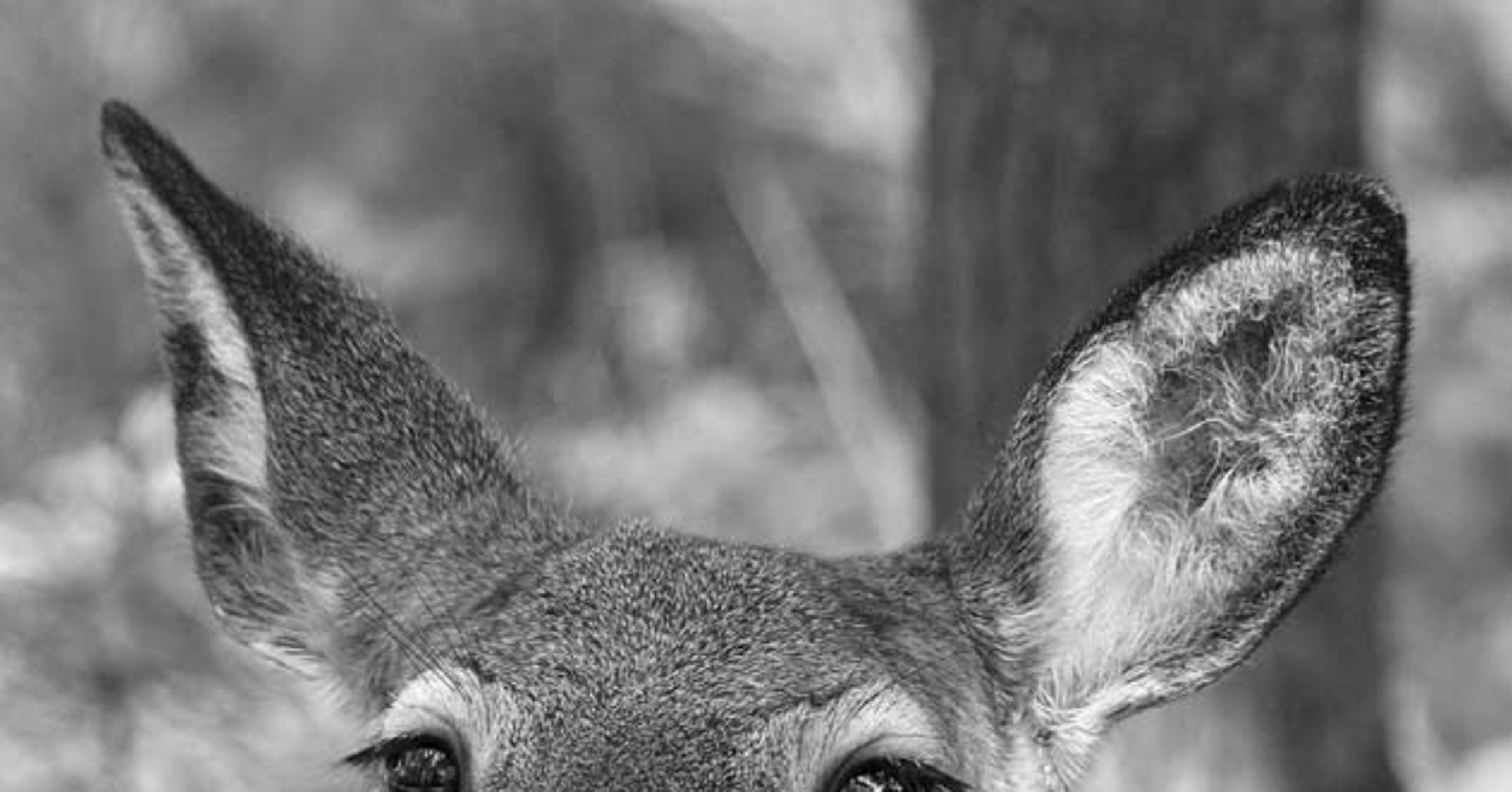 DNR shuts down hunter safety classes in Oneida County ...