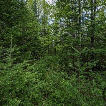 2.5+ Acres Lot 3 on Rice Lake Road in Mercer 16