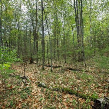 7+ Acres off Hanser Lane in Lac du Flambeau 7