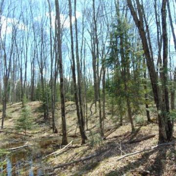 2.5+Acres on Bayview Road in Presque Isle 15