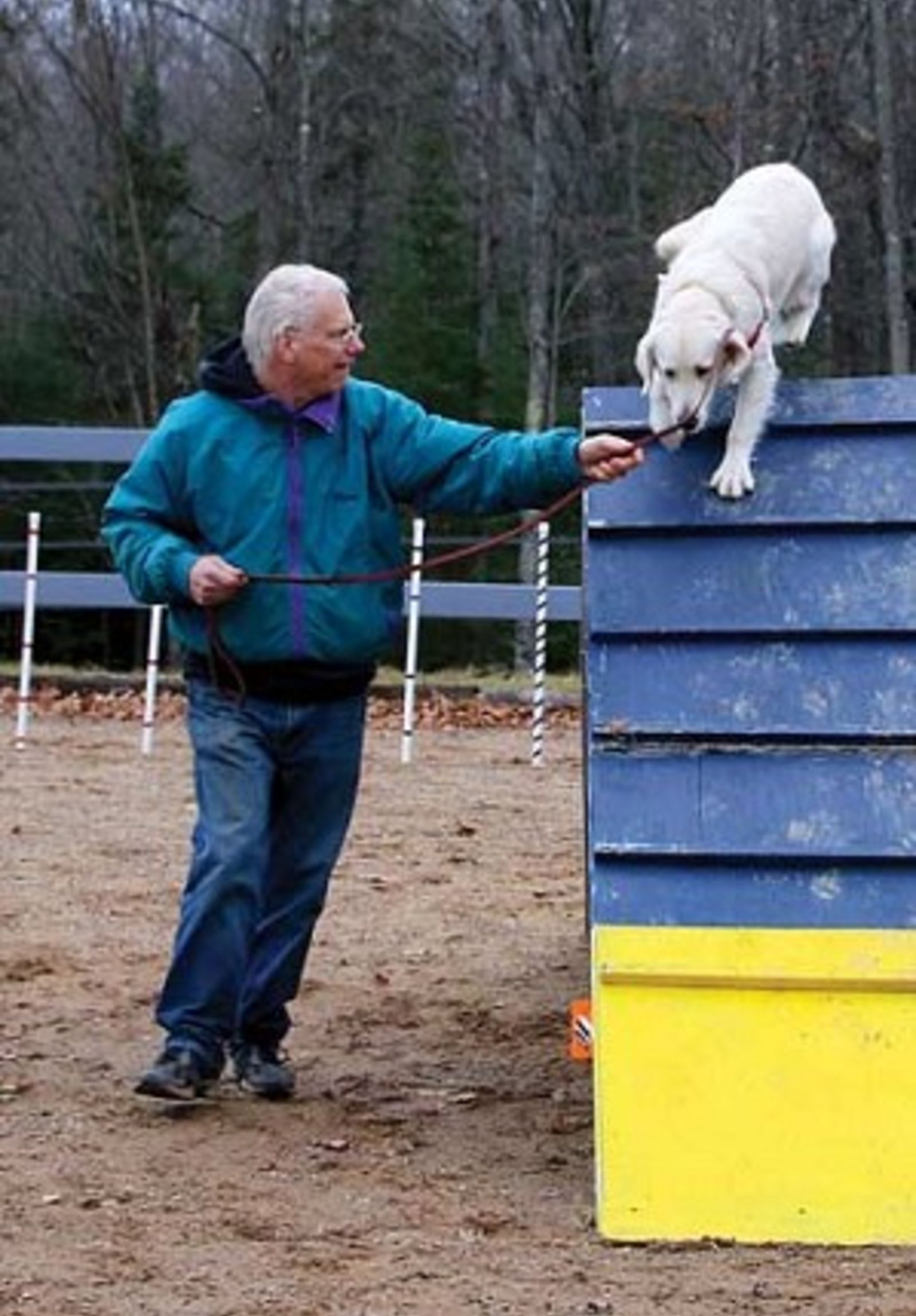 up and over dog agility