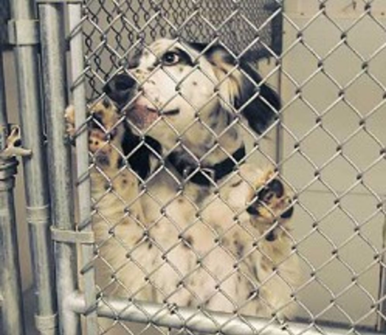 animal shelters near me 24 hours