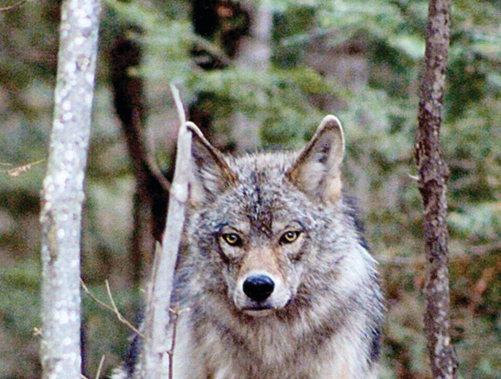 Vilas County Passes Resolution Regarding Problem Wolves The Lakeland Times