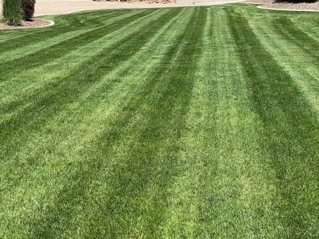 Commercial Ride-On Mowing in Tauranga by Perfect Care Lawn & Gardening