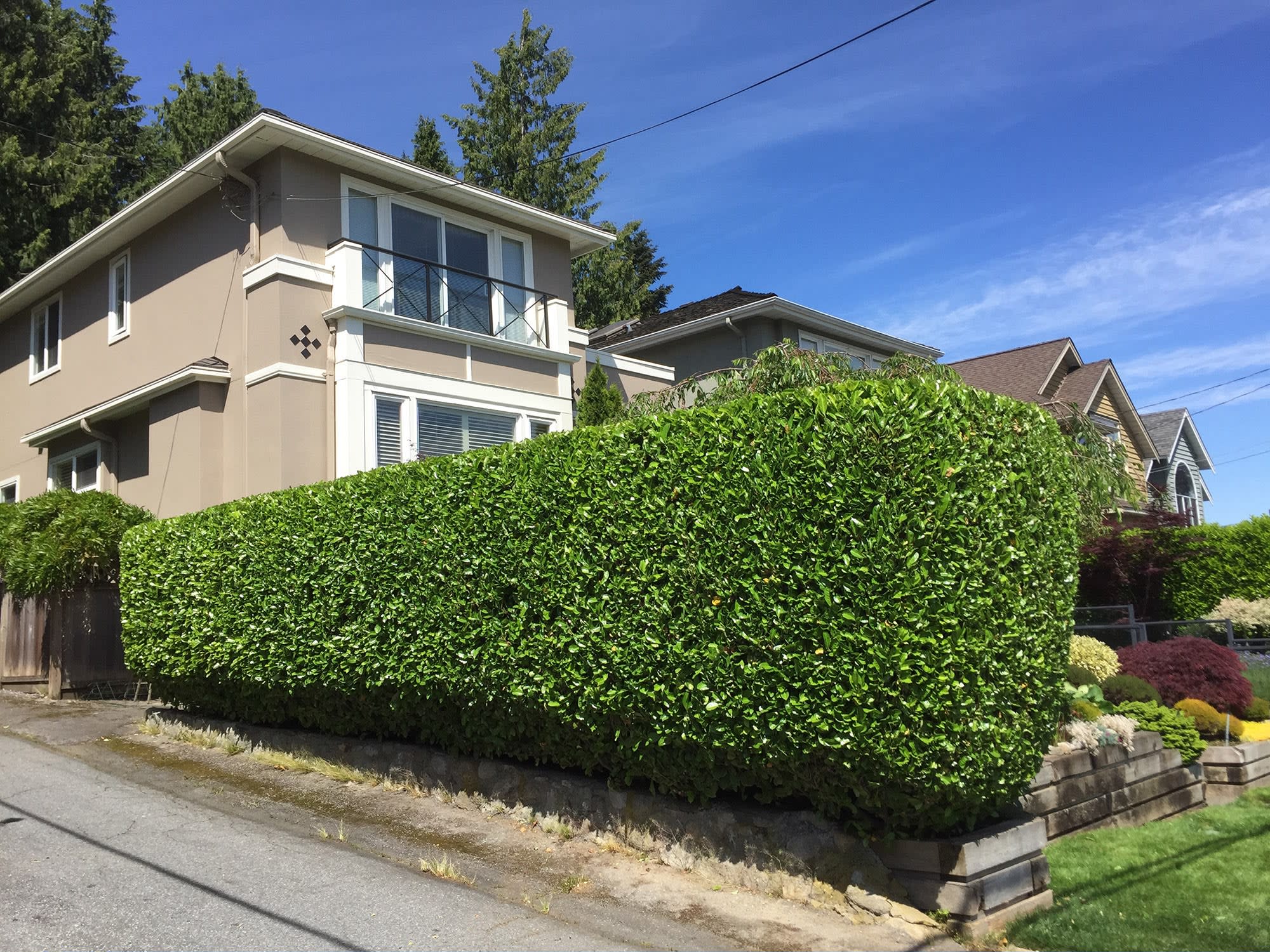 Hedge shaping by Perfect Care Lawn & Gardening
