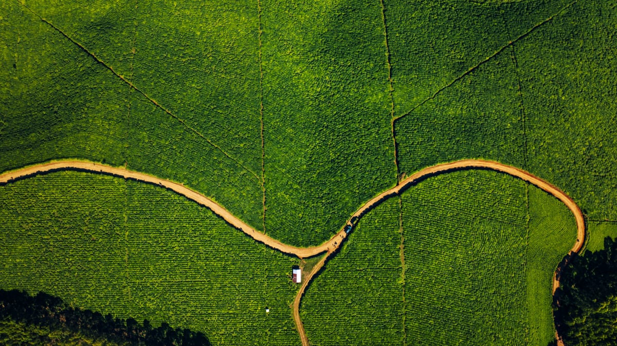 Aerial view of plantation fields