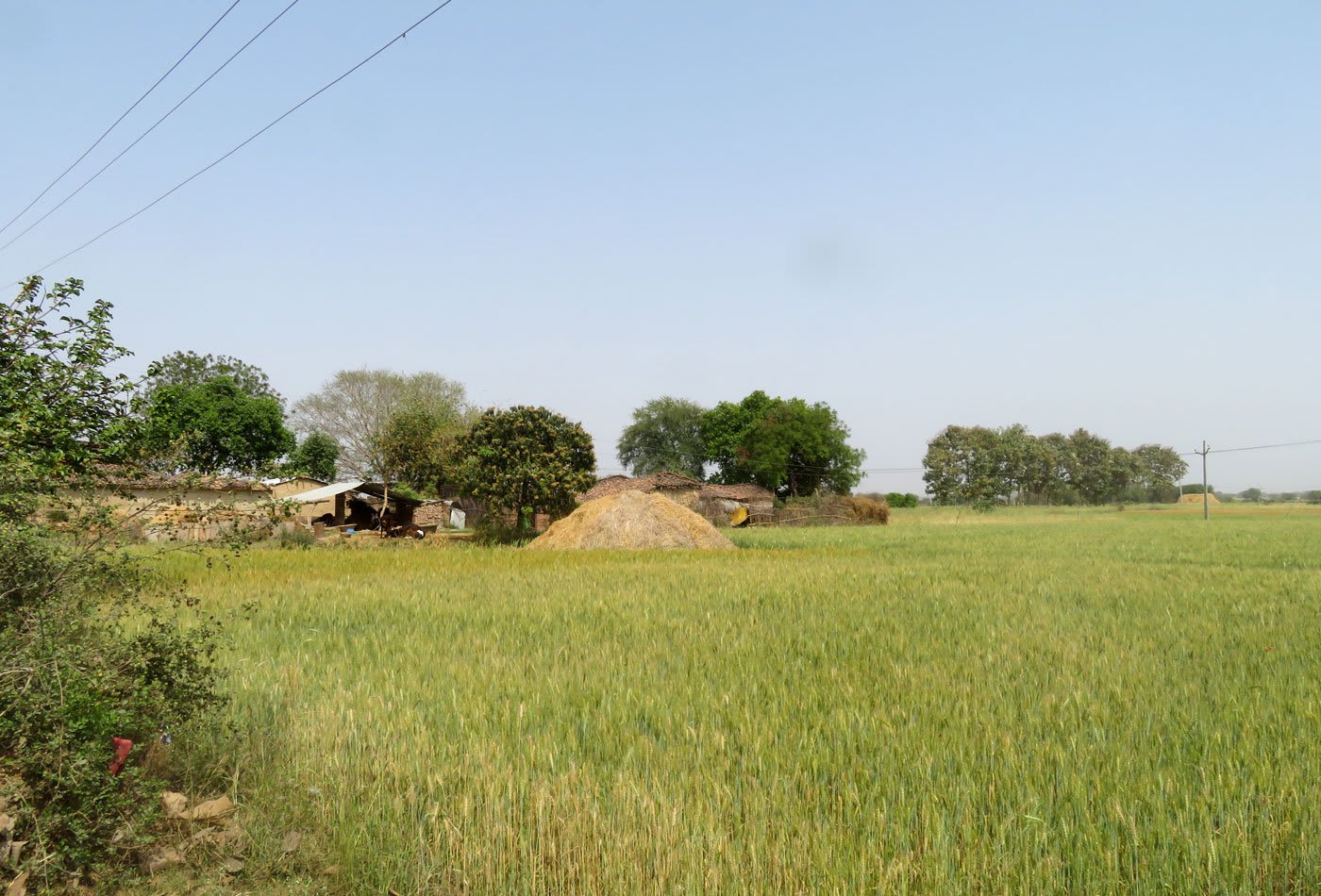 Khet Scene Benigaddaupur