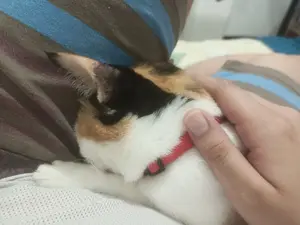 Marble buries her face in my pants