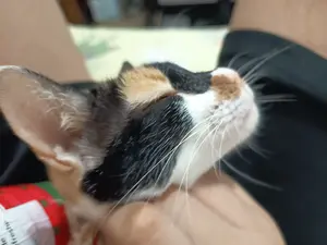 Marble getting a scritch from the side