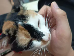 Marble looking forward while getting scritched