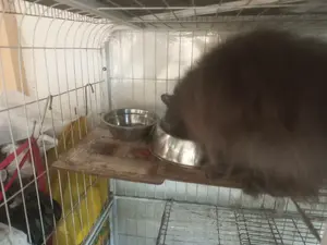 Smokey is working on her breakfast