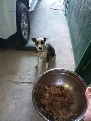 Our dog, panda, waiting for her meal