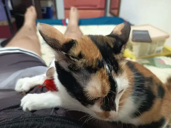 Marble is snuggling, debut