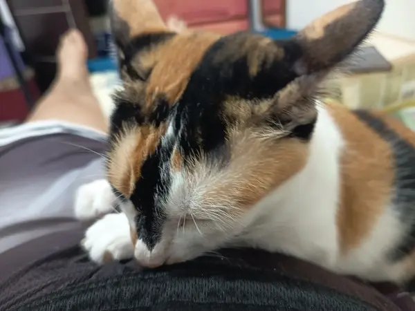 Marble is snuggling, sequel