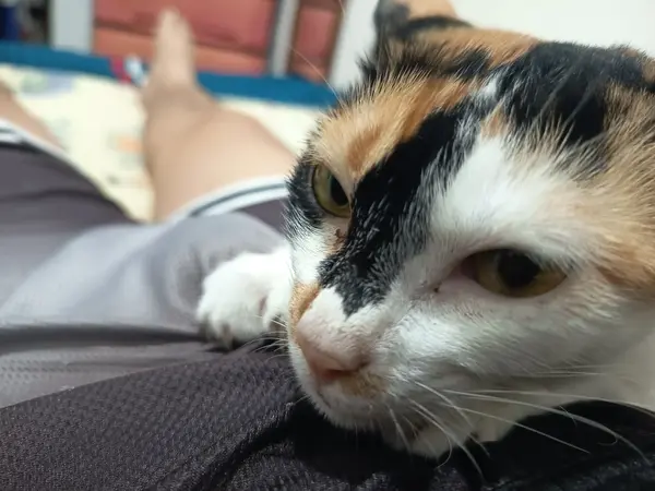 Marble is snuggling, finale