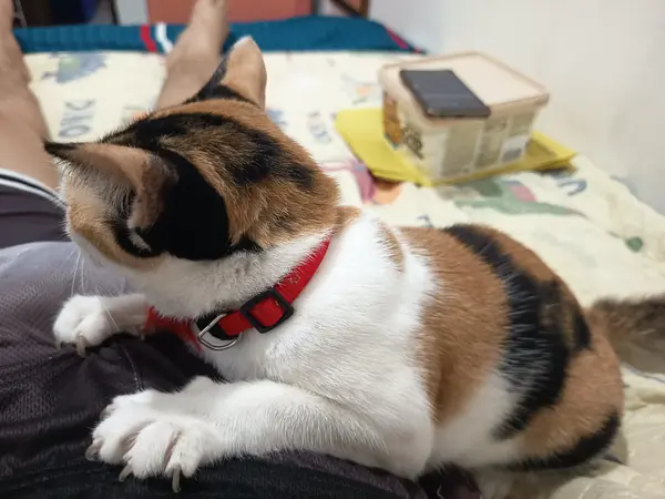 Marble is snuggling, trilogy