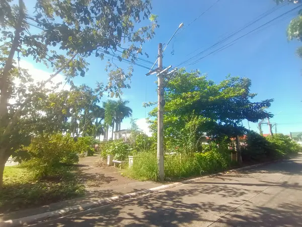 Some trees lining the public area