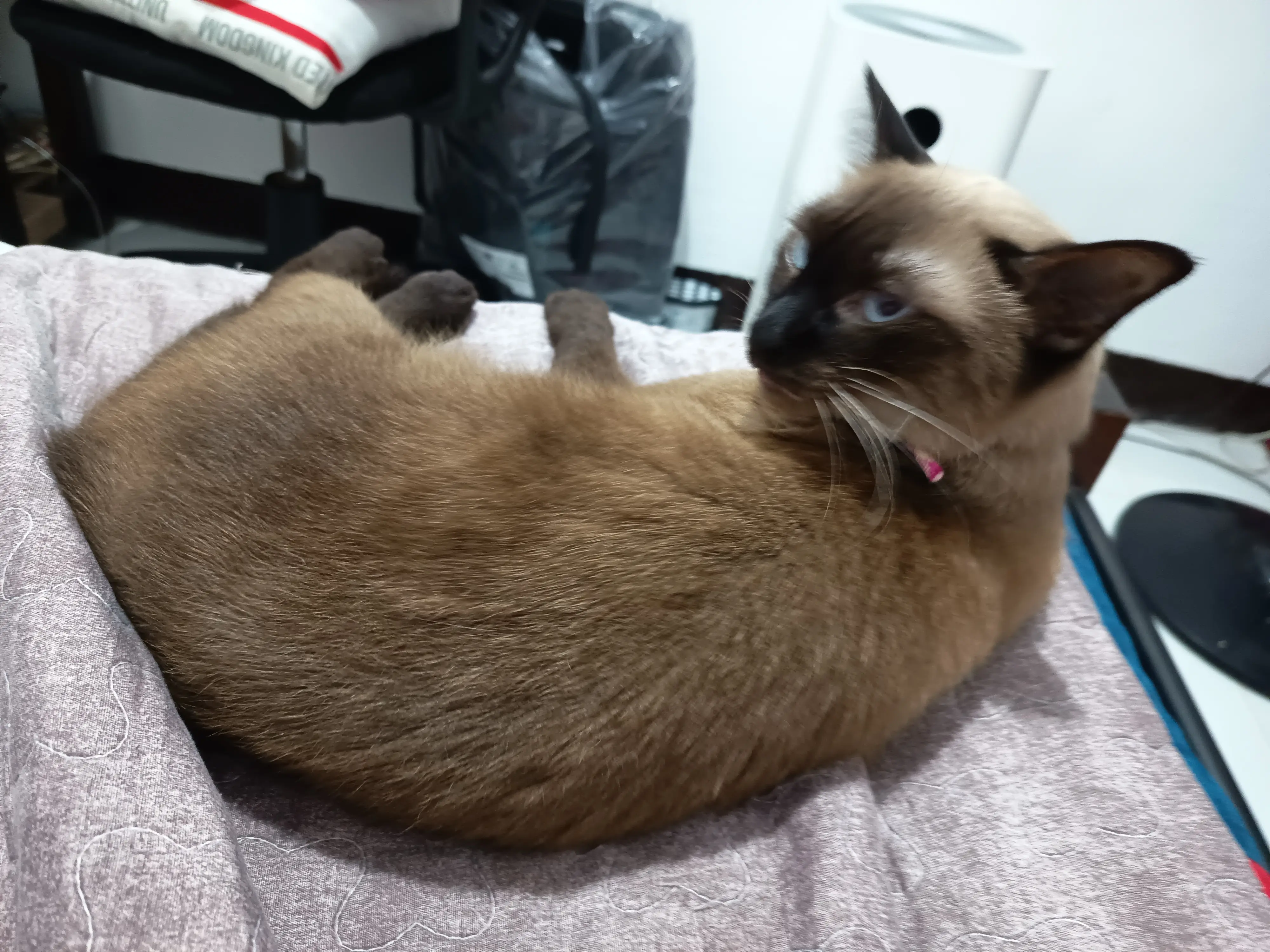 Bonnie looking at me coldly :<