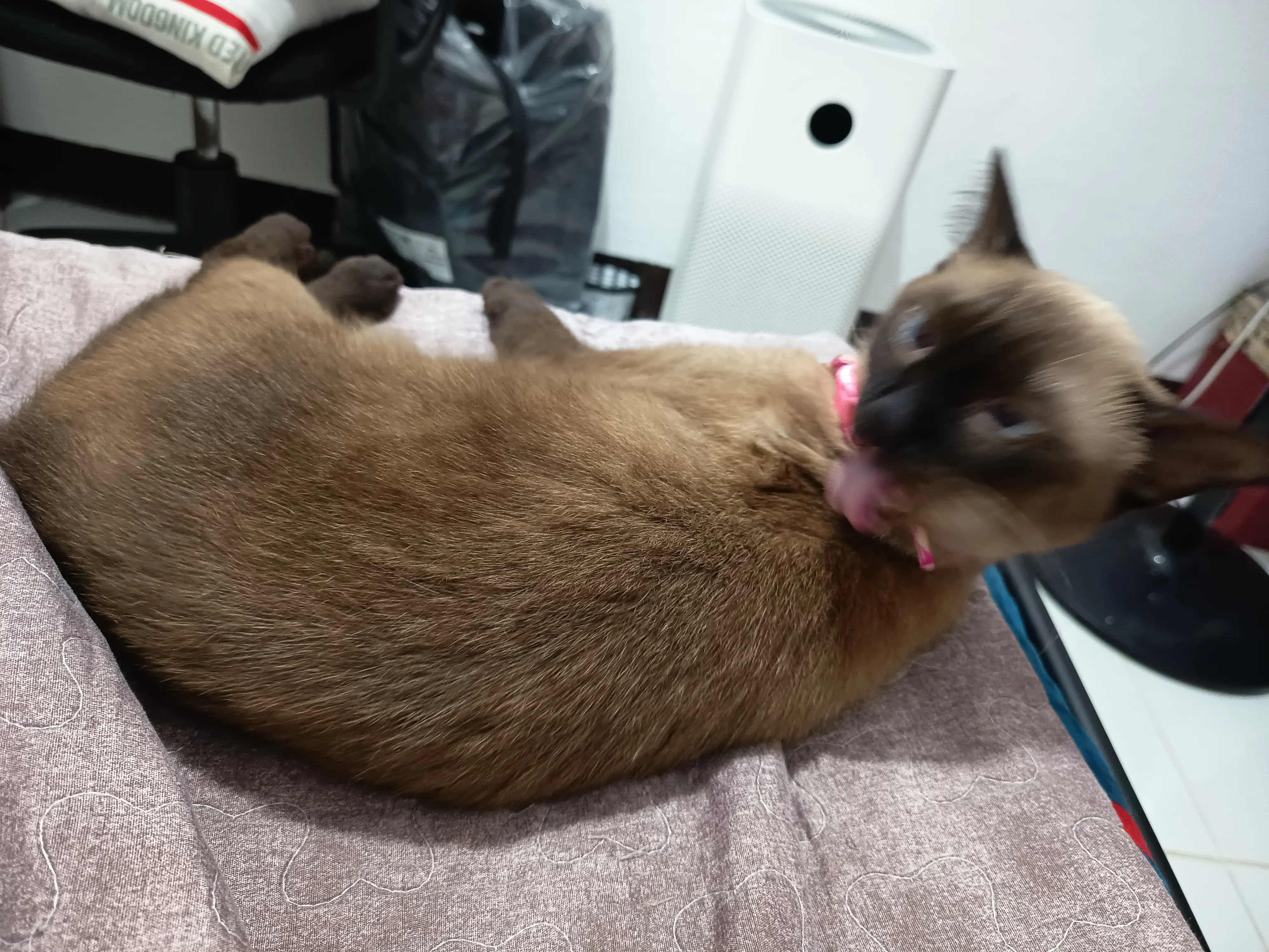 Bonnie licking herself, sequel