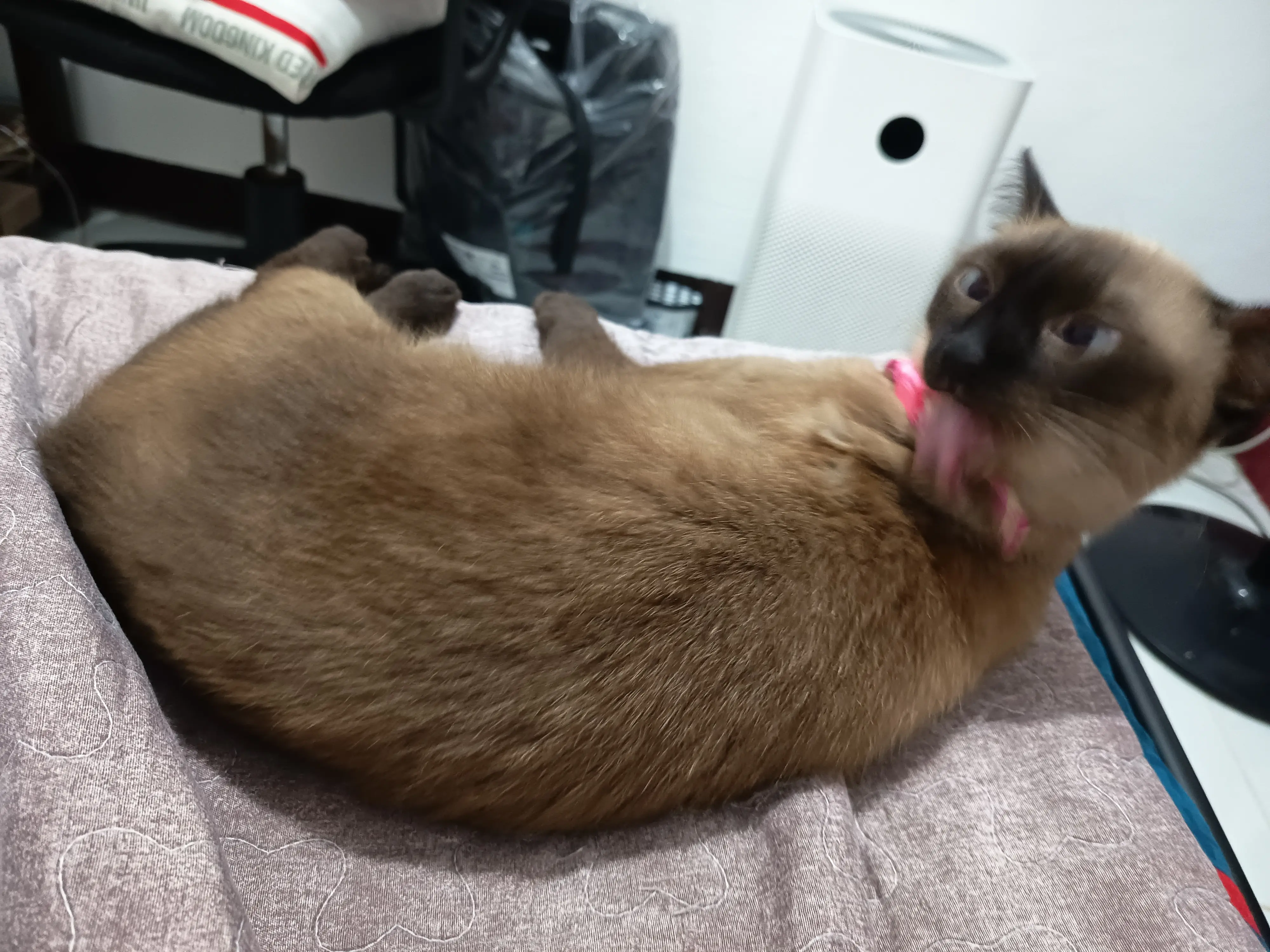 Bonnie licking herself