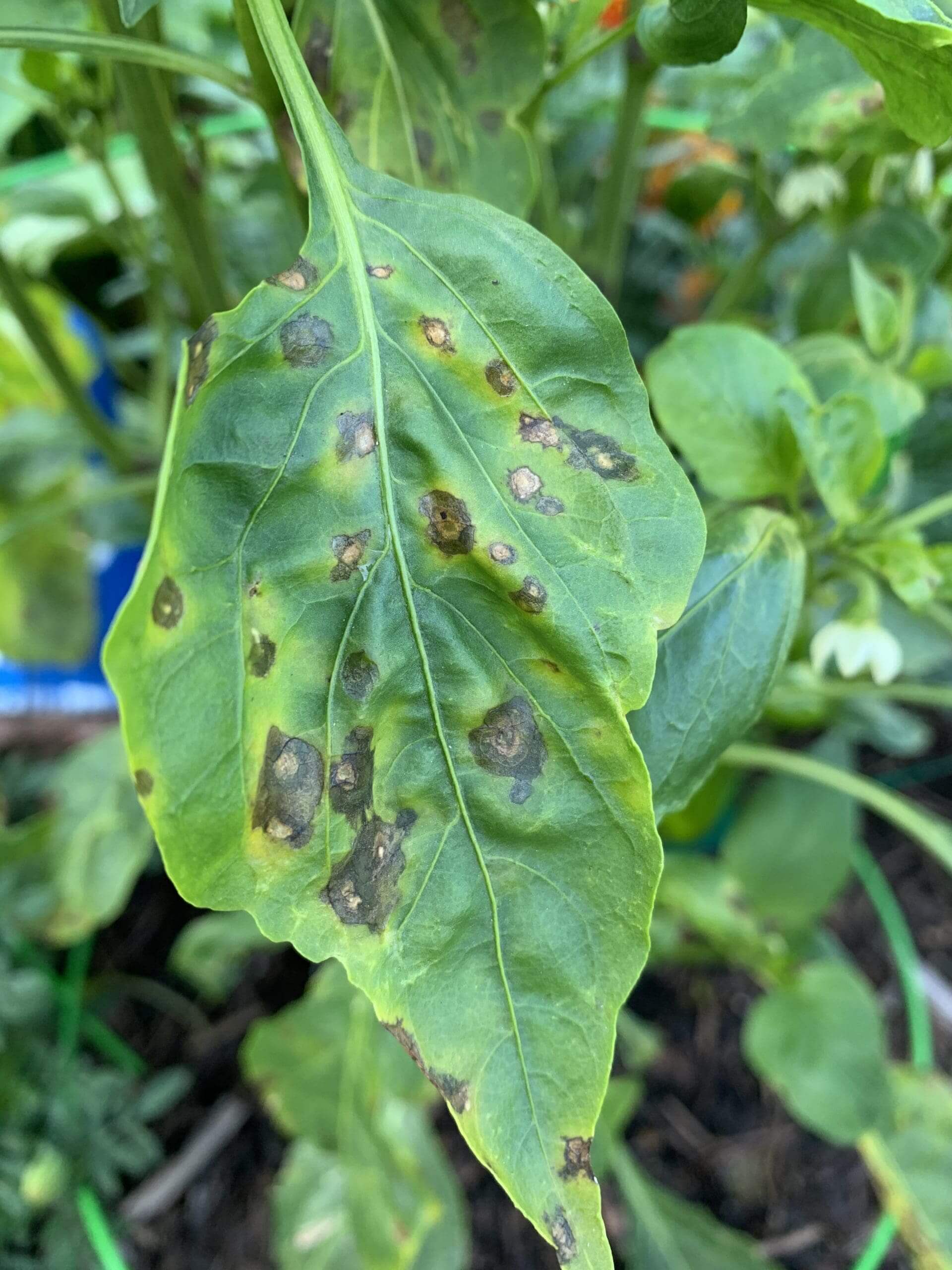 Mancha bacteriana: qué es, cómo se origina y cómo eliminar de forma efectiva