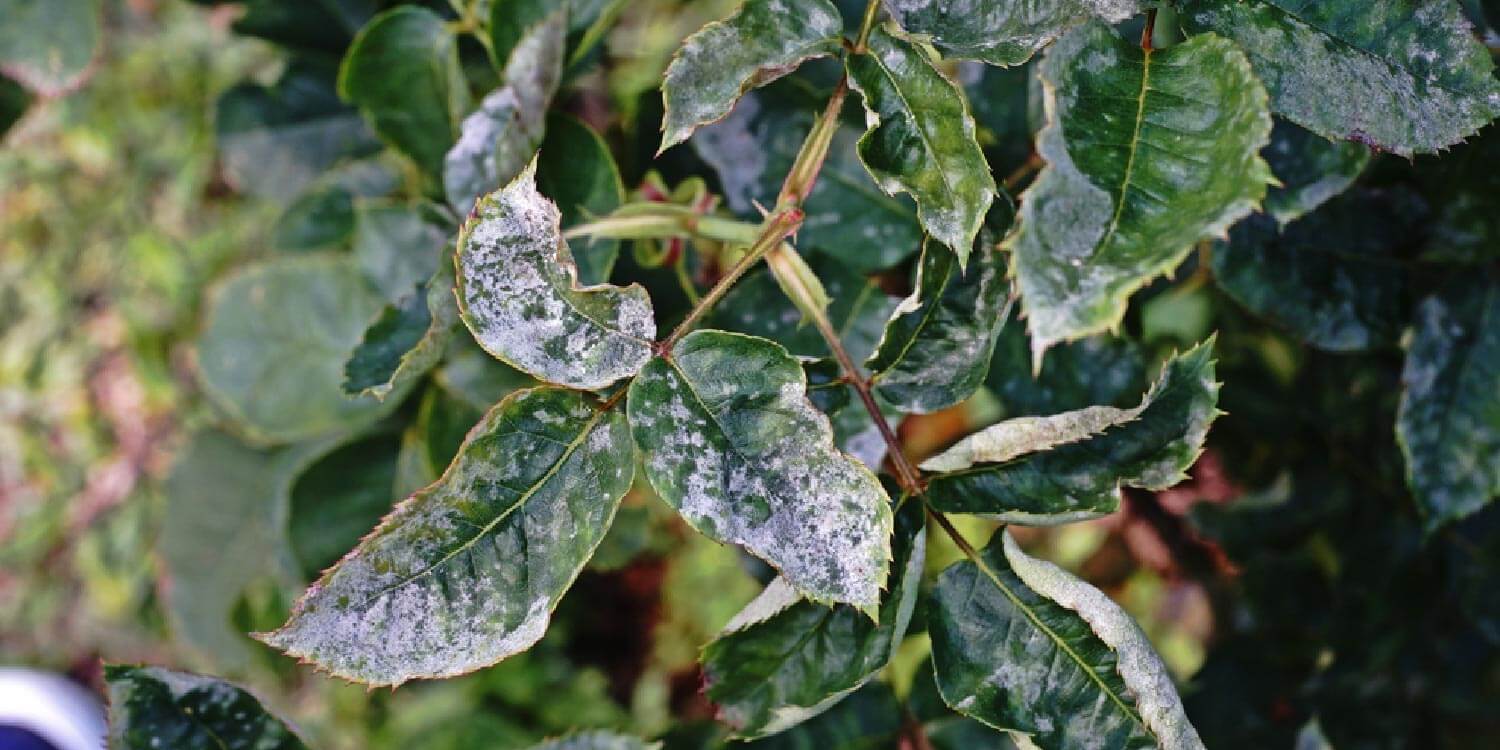 Dégâts causés par l'oïdium sur les rosiers