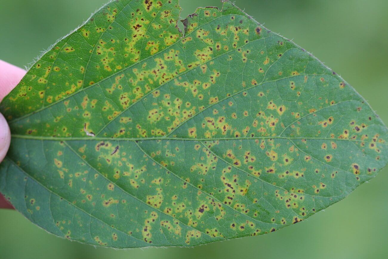 Dommages causés par une pustule bactérienne dans le soja