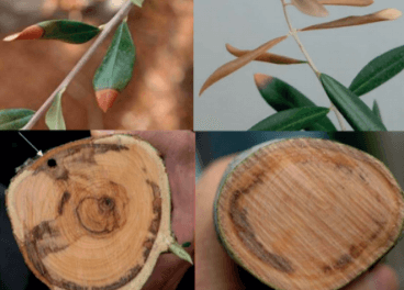 Dégâts causés par Xylella ou Ebola de l'olivier dans les oliviers destinés au verdissement/almanzara