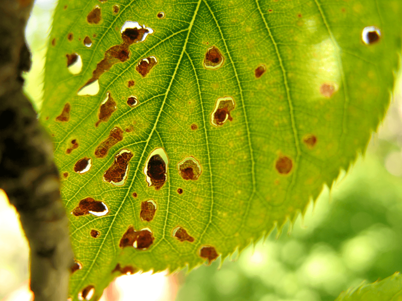 Cribado o perdigonado: qué es, cómo se origina y cómo eliminar de forma efectiva