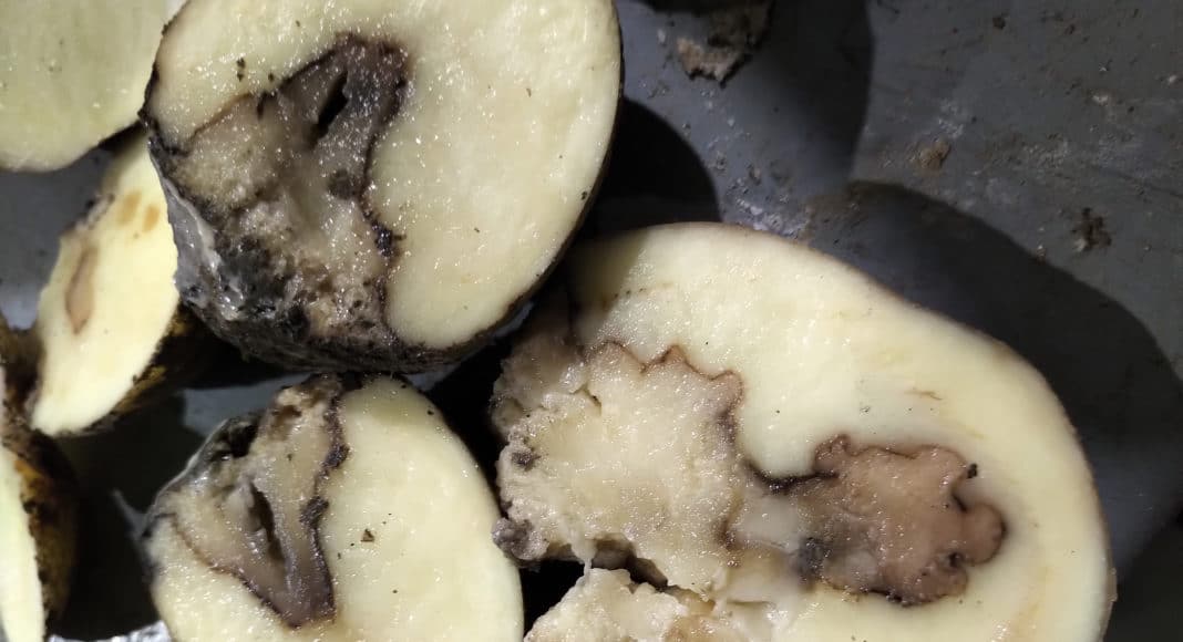 Pudrición blanda de los tubérculos y pie negro: qué es, cómo se origina y cómo eliminar de forma efectiva