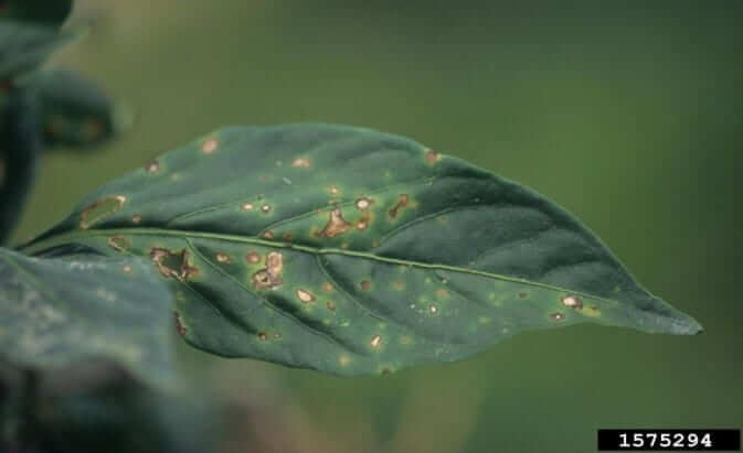 Mancha bacteriana: qué es, cómo se origina y cómo eliminar de forma efectiva