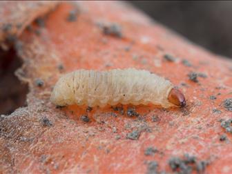 Dégâts causés par le charançon de la carotte sur les carottes