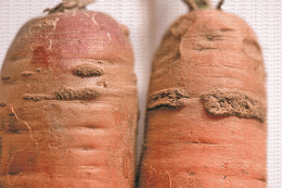 Dégâts causés par la tavelure de la carotte sur les carottes