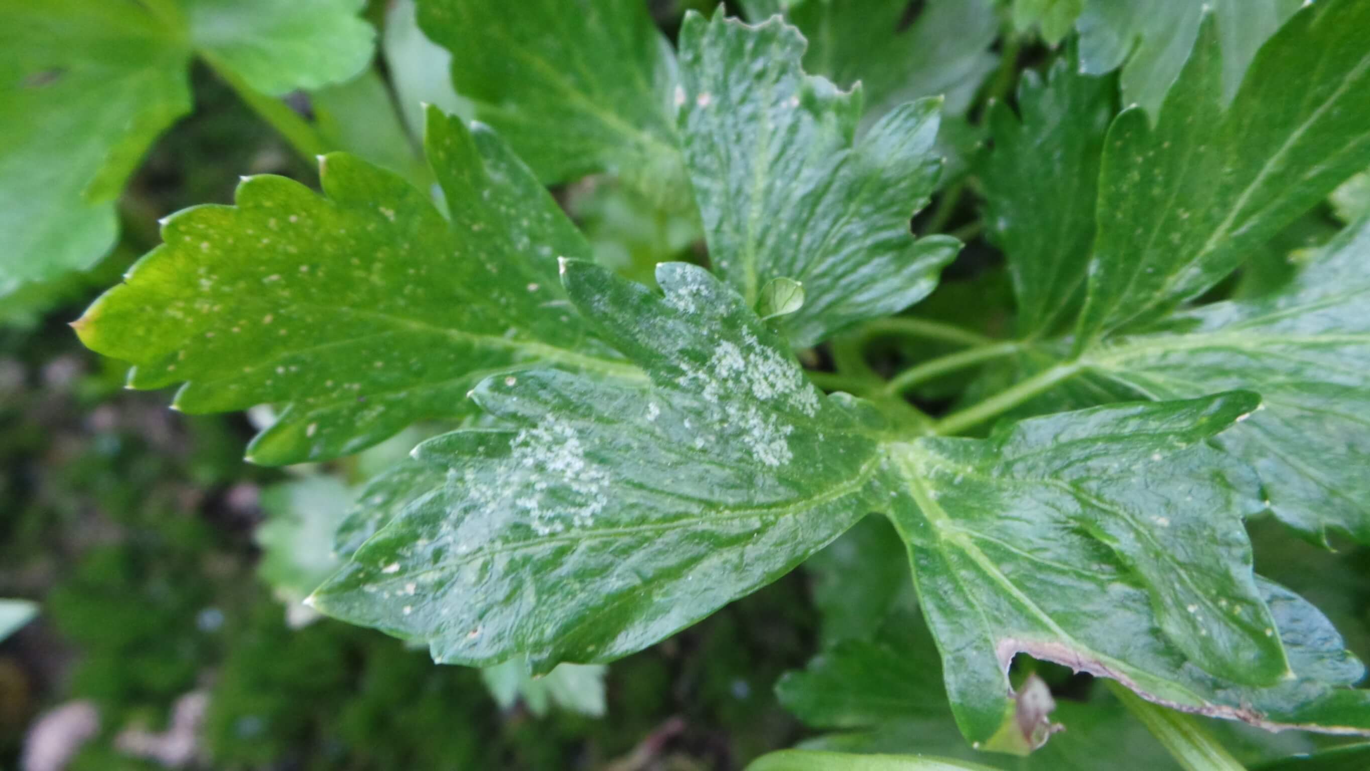 Thrips: what they are, how they originate, and how to eliminate them effectively