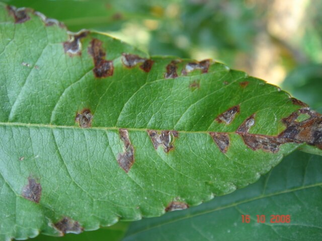 How to recognize and treat black spot or bacterial spot on peaches, nectarines, or niacin