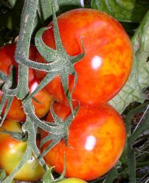 Virus del mosaico del pepino (cmv): qué es, cómo se origina y cómo eliminar de forma efectiva