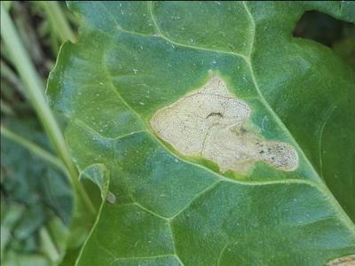 Dégâts causés par Ramularia sur les betteraves de table