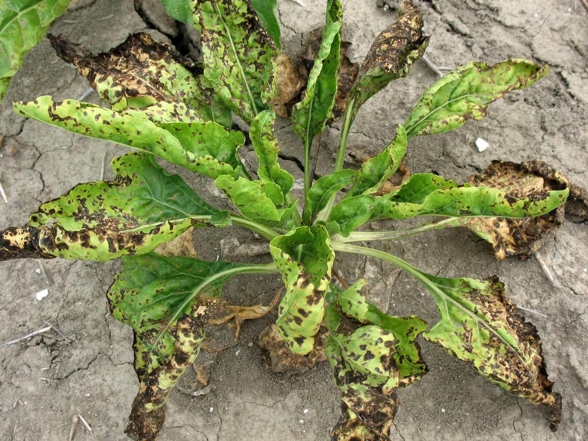 Dégâts causés par Alternaria sur les betteraves de table