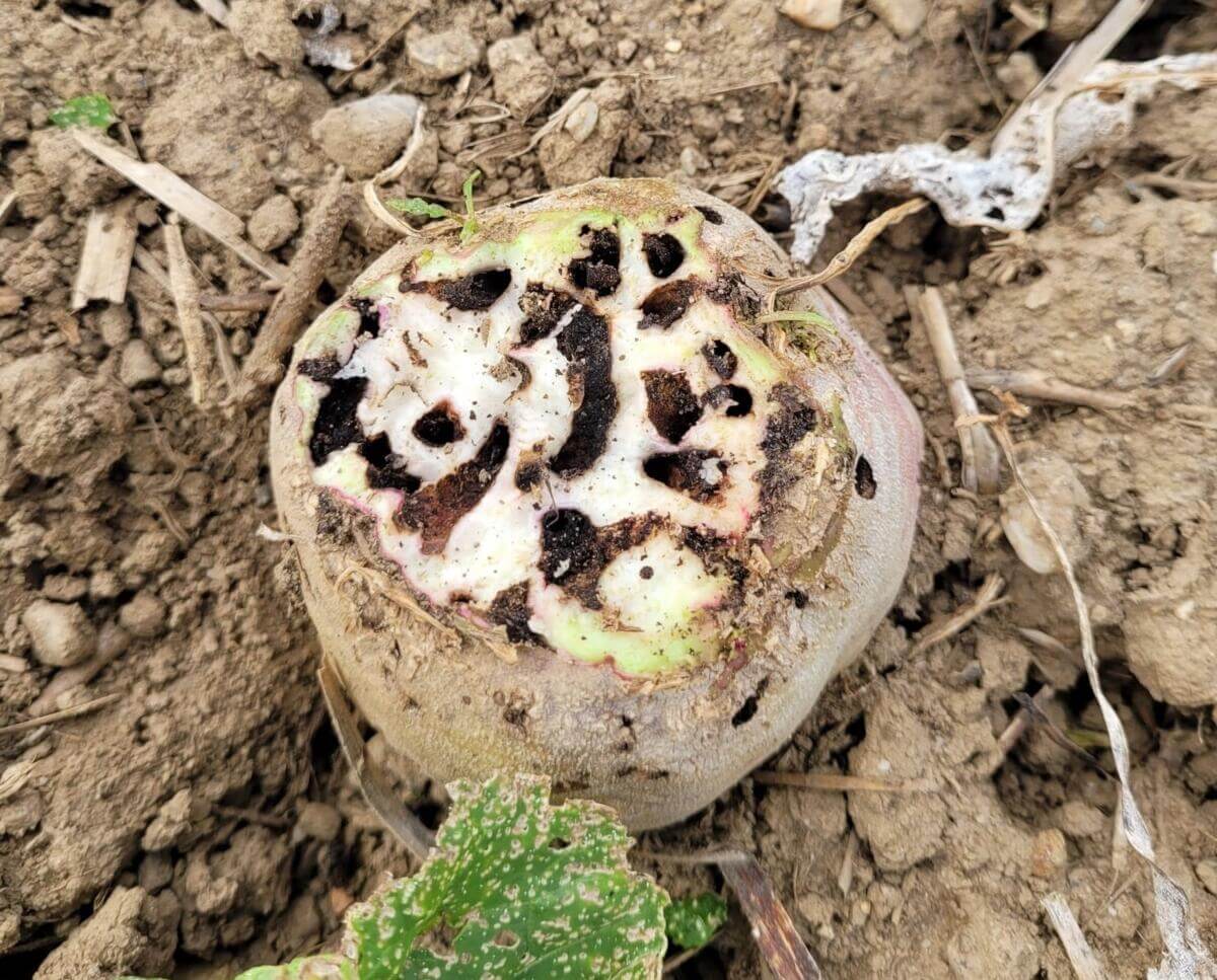 Dégâts causés par Lixus aux betteraves de table