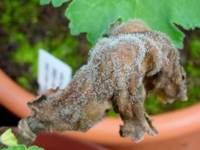 Como reconhecer e combater a podridão cinzenta em amoras