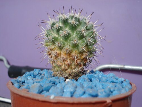 How to recognize and combat rust on cacti