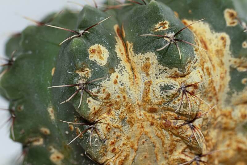 Cactus rust: what it is, how it occurs, and how to effectively remove it.