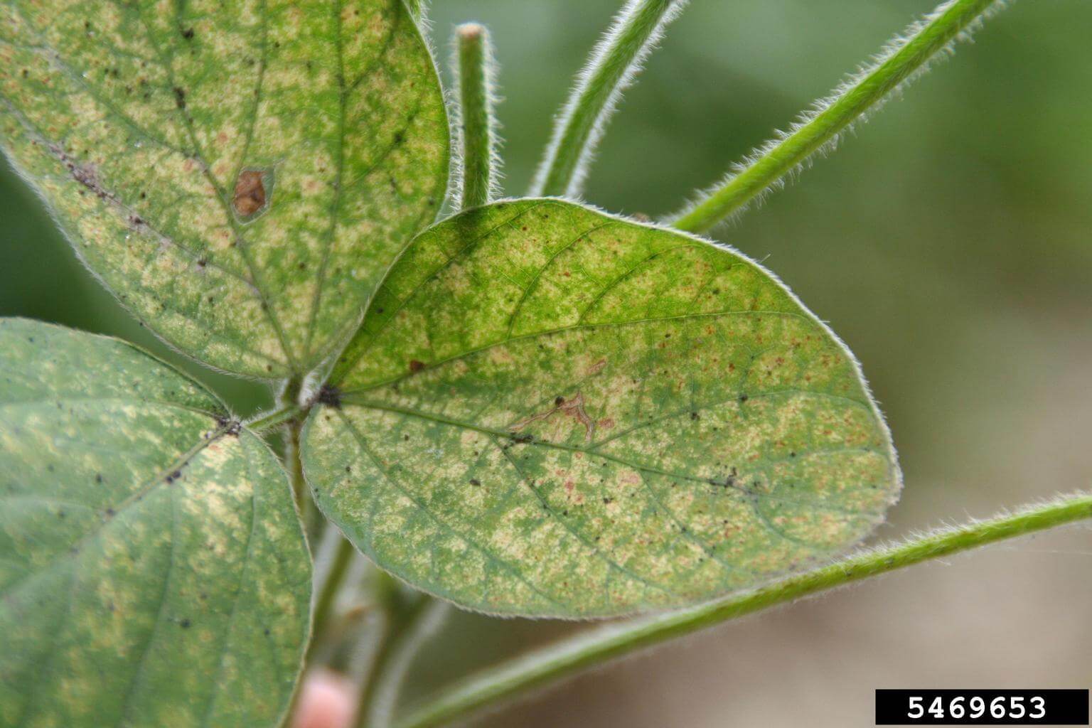 Síntomas, tratamientos y recomendaciones para tratar araña roja