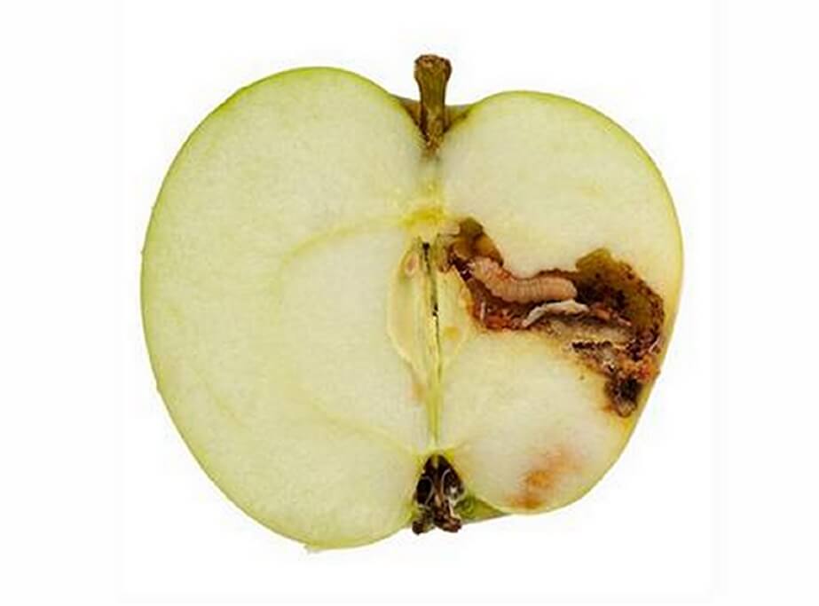 How to recognize and combat codling moth in apple trees