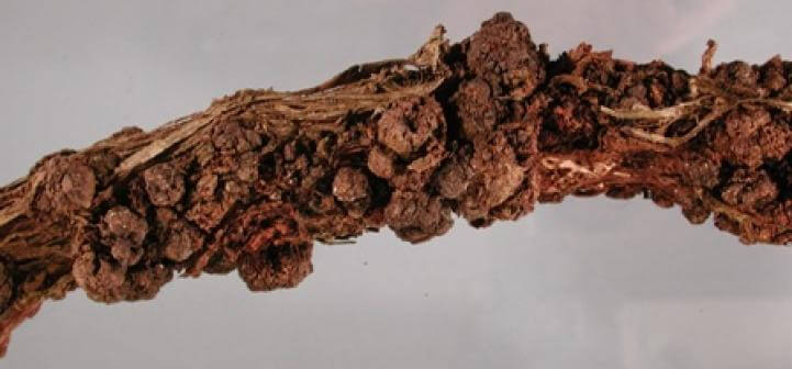 Dégâts causés par la galle du collet dans les vignes