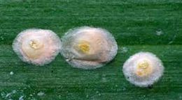 Cómo reconocer y combatir lapillas o escamas o piojo blanco en platanera