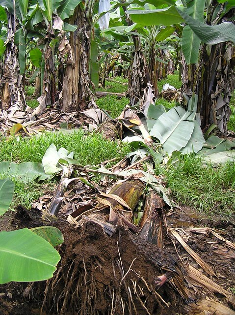 Dégâts causés par les nématodes dans les plantations de bananes