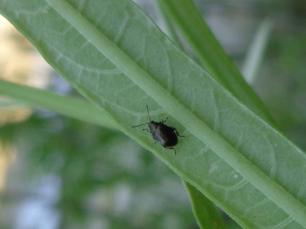 Dégâts causés par les altises aux betteraves de table