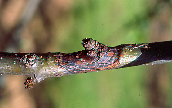 Daños causados por Phomopsis en Manzano