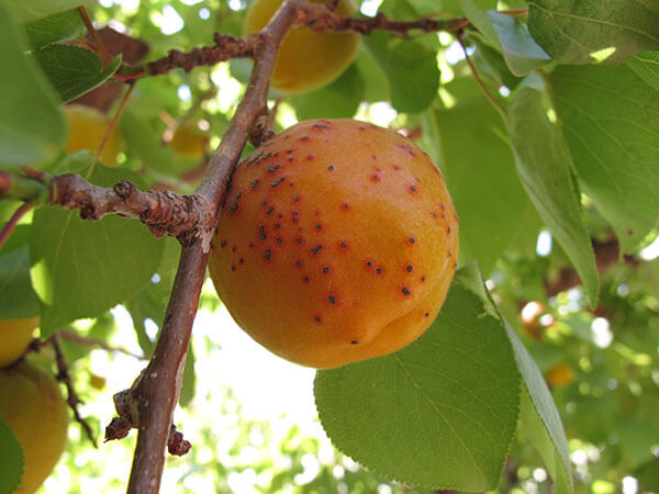 Daños causados por Cribado o perdigonado en Albaricoque